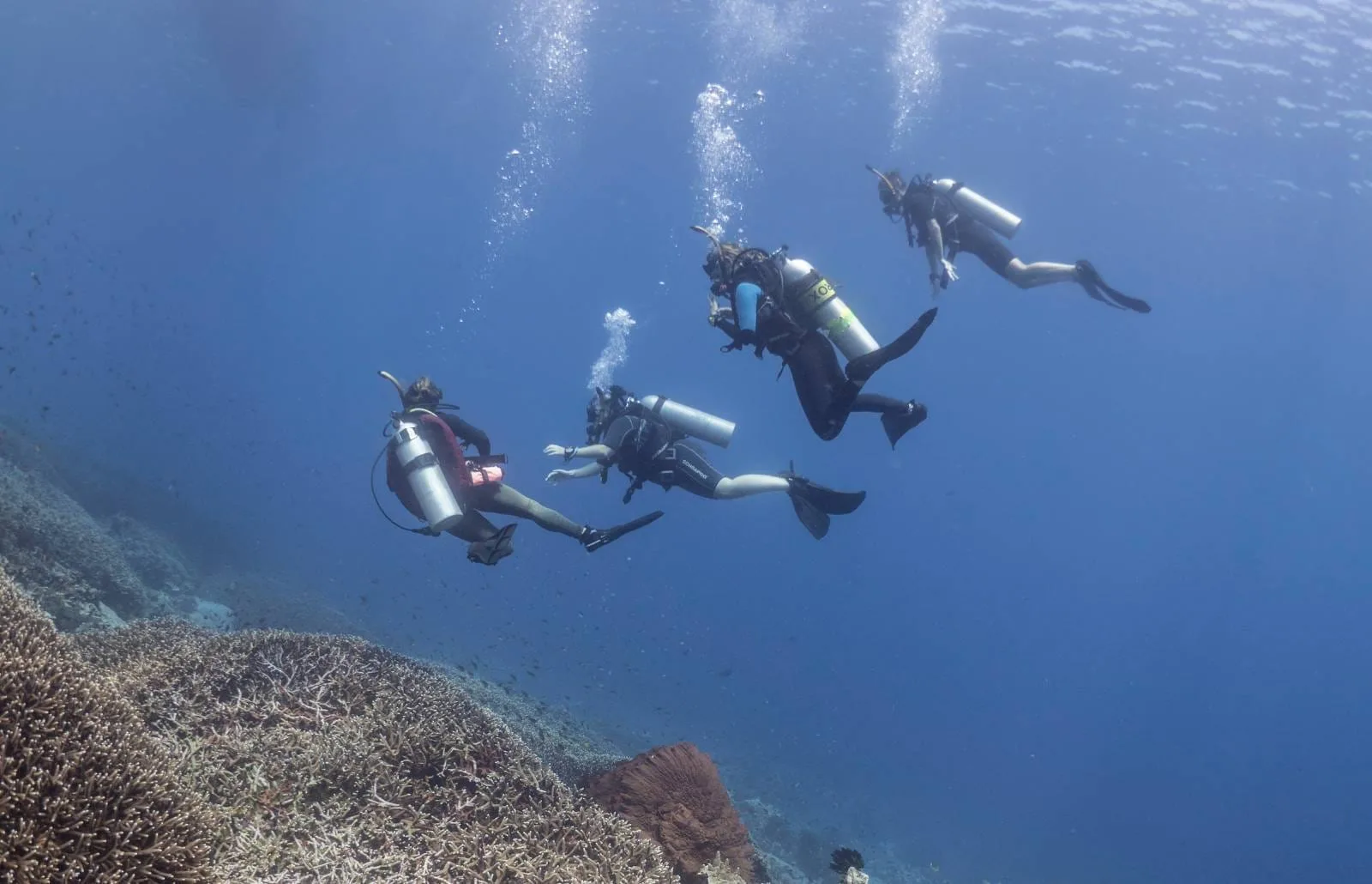 Drift Dive Penida Bali – An Underwater Adventure Like No Other