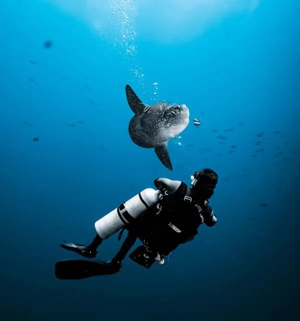 Buceador en Nusa Penida nadando hacia un pez luna (mola mola) que flota y expulsa burbujas en aguas profundas.