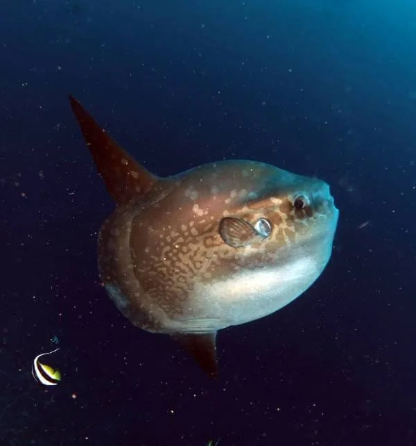 Mola mola nadando cerca de la cámara en aguas de Nusa Penida, mostrando su cuerpo redondeado y aleta dorsal erecta mientras un pez pequeño nada cerca.
