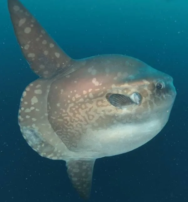 Mola mola nadando cerca de la cámara en aguas de Nusa Penida, mostrando su cuerpo ovalado y manchas claras mientras mueve las aletas.