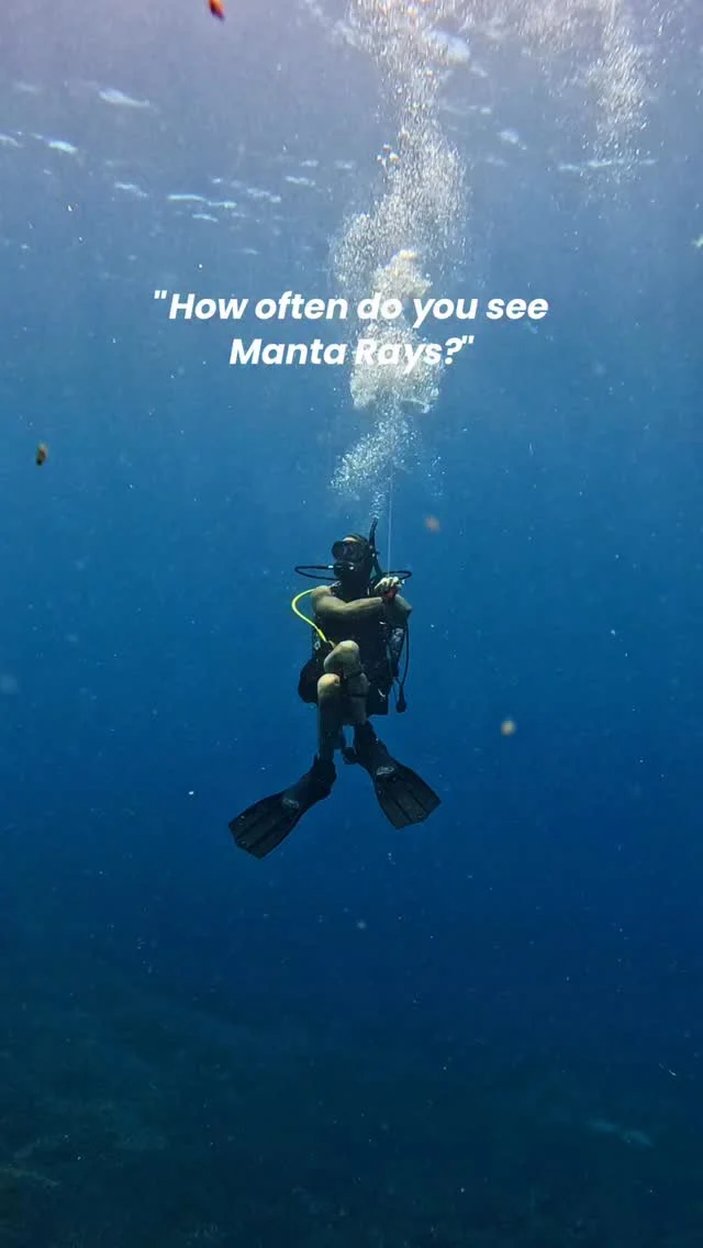 Manta rays reside here year-round, so we see them almost daily! There's an 85% chance of an encounter at Manta Point, but they're wild animals, so we always keep our fingers crossed for every trip! 😉🤞🏻
.
Ready to meet these giants for yourself? Book your dive with us today!
.
#mantarays #divewithmanta #divemanta #mantabali #divingwithmanta