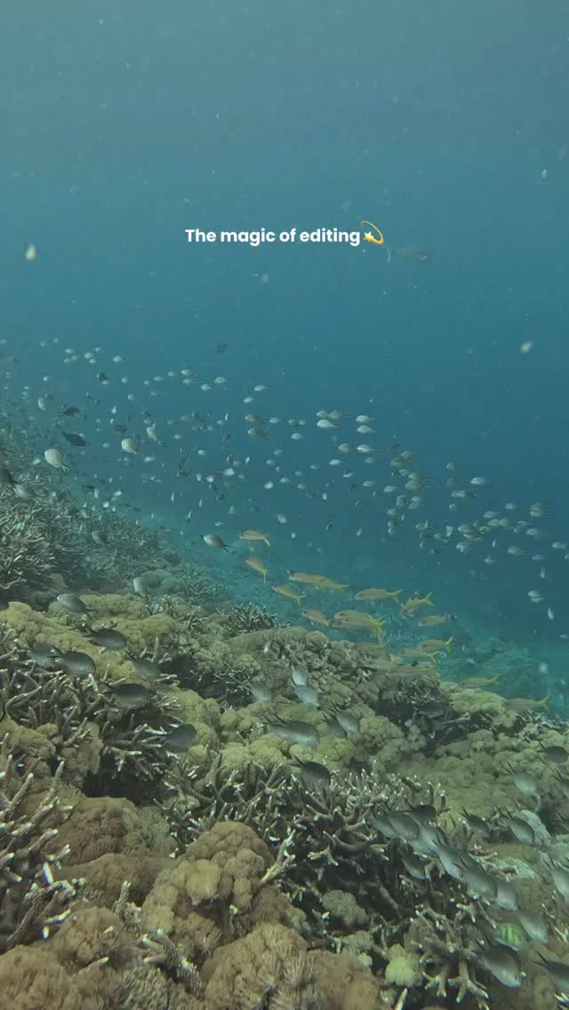 Bringing the hidden colors of the ocean back to life🌊✨
.
Follow for more scuba diving / underwater content!
#underwater #underwatervideography #videoediting #underwatervideo #gopro