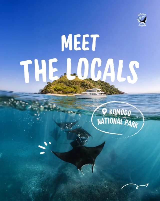 Meet the locals of Komodo underwater! Let's explore the underwater world of Komodo with us! 🪸🐠
.
#komodounderwater #komodoisland #labuanbajo #divinglabuanbajo #komodonationalpark